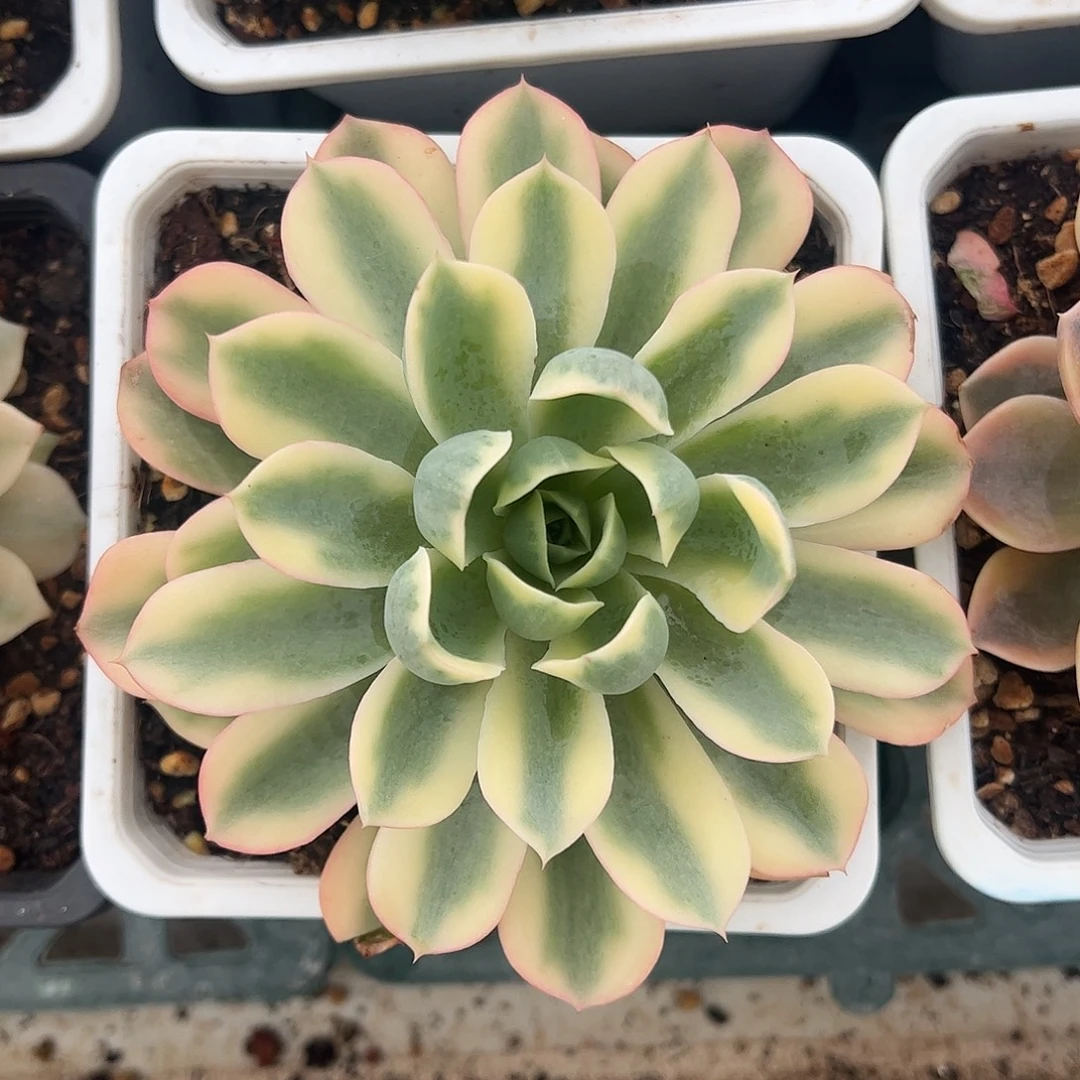 雨滴锦 婕宝一物一拍