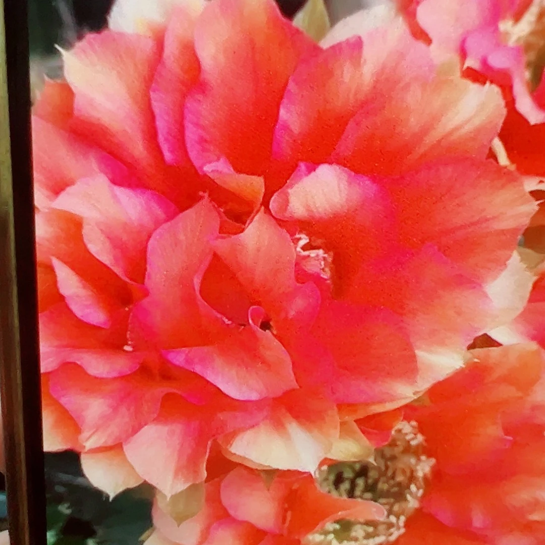 丽花38侧芽 厘米满20包邮