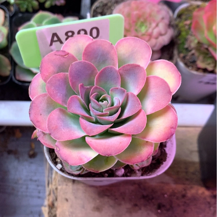 【闪购商品】阴****孤品c 628