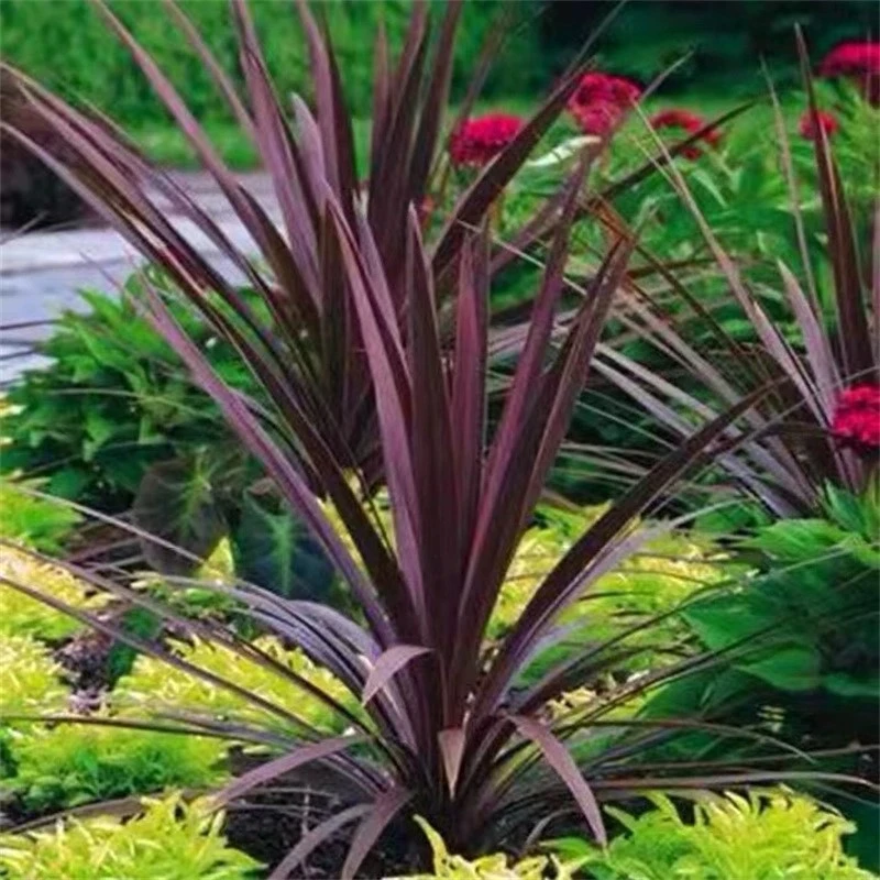 澳洲朱蕉红巨人盆栽 粉亚麻 庭院观叶耐热耐寒花镜植物