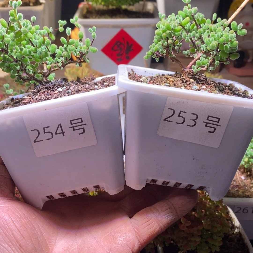 翡翠带盆土发货一物一拍