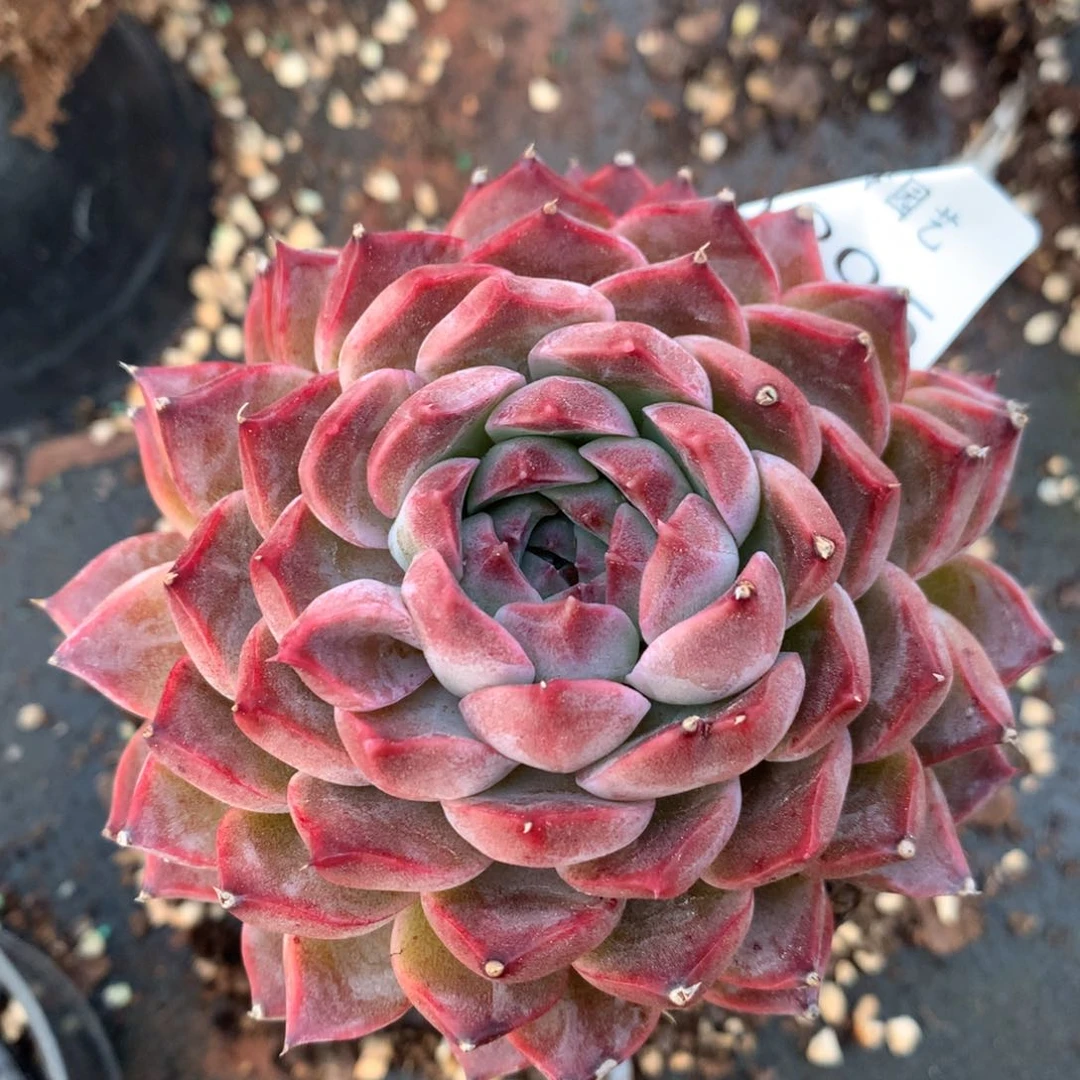 6895杂交精品基地10厘米