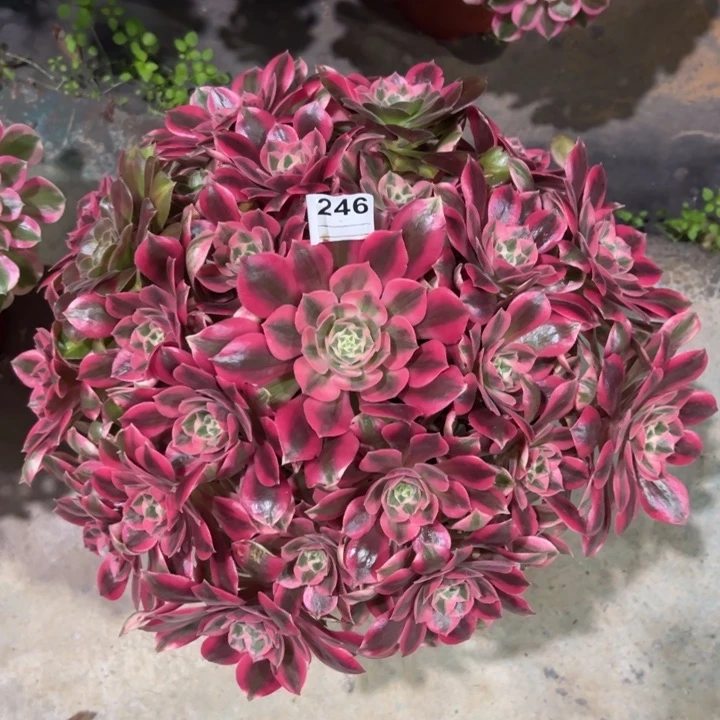 246粉女妖32厘米左右多肉