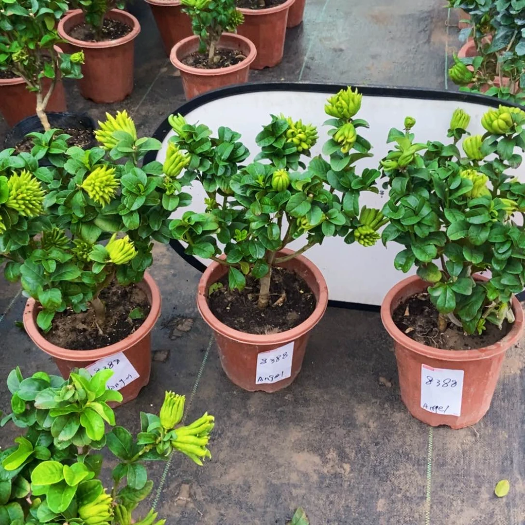 无花朵佛手盆栽植物