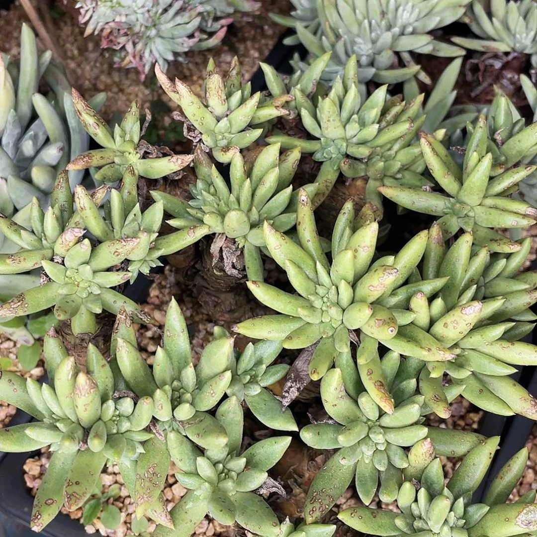 绿豆豆老桩多头8067