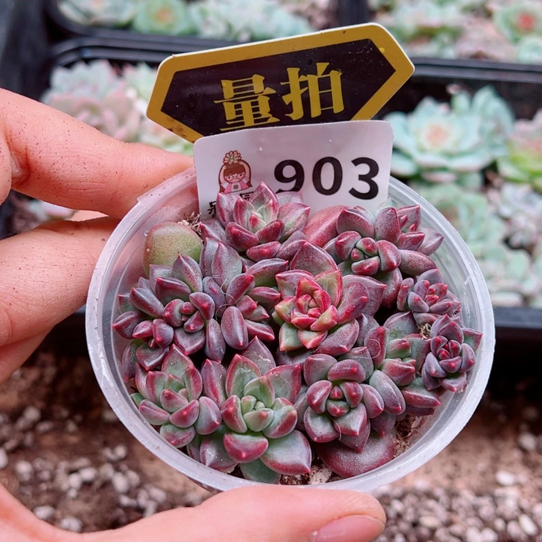 多肉植物多肉植物