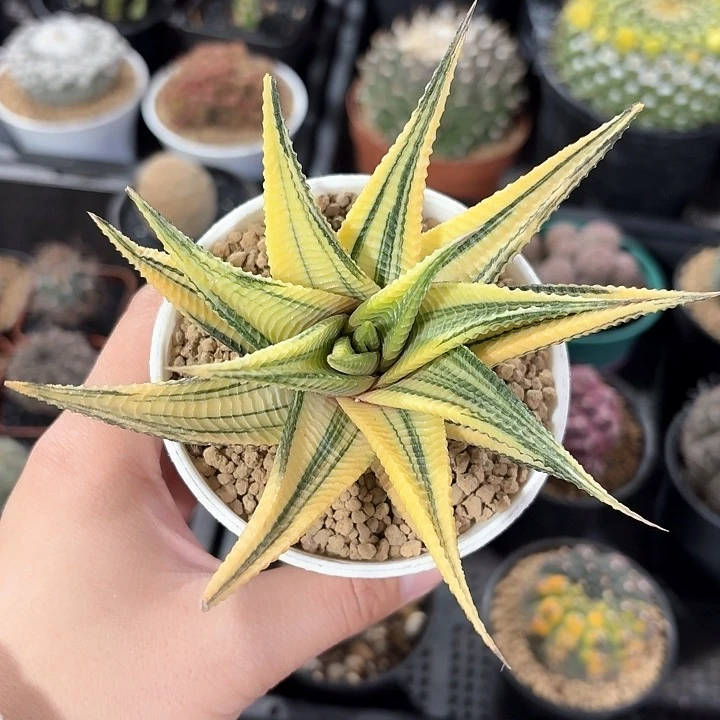 雾*琉璃殿锦仙人球123