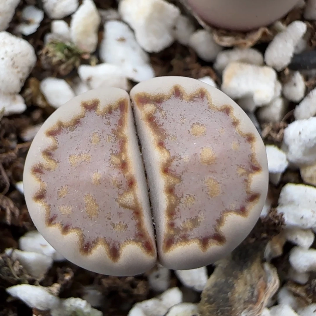 6.29。.013 高腿9013