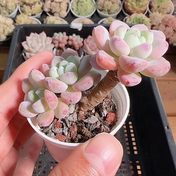 1117------172罗琦小老桩