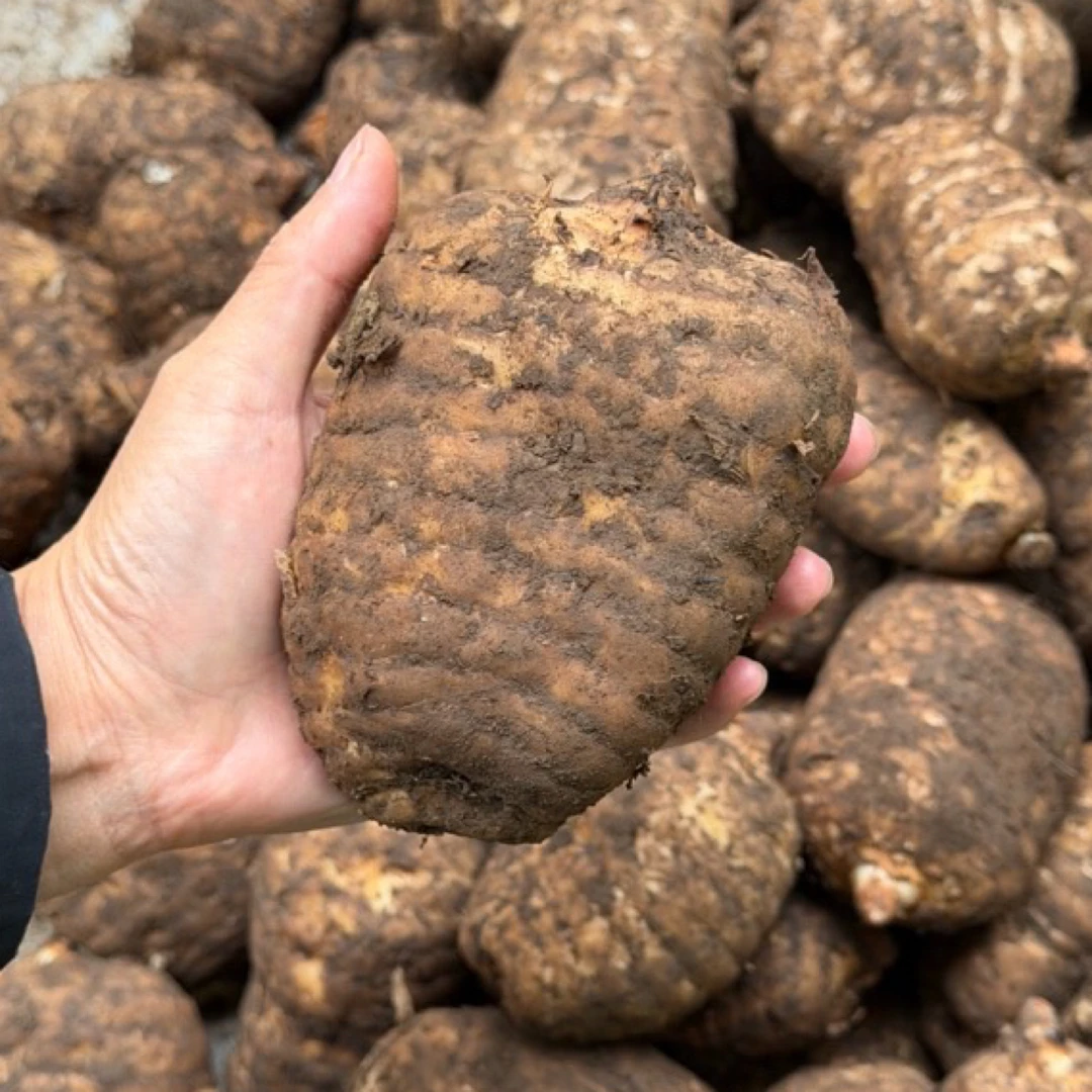 云南昭通小草坝天麻 新鲜乌天麻 现挖现发 正宗小草坝天麻 可煲汤