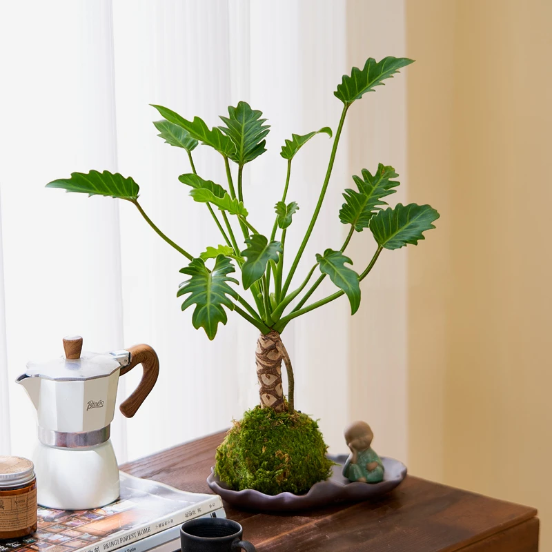 龙鳞春羽盆栽小天使老桩苔藓球水培植物室内耐阴绿植净化空气花卉
