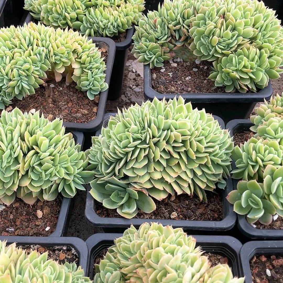 星纳塔缀化14厘米可挑