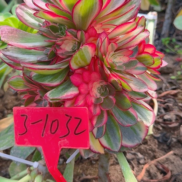 3-1032黑魔锦多肉法师