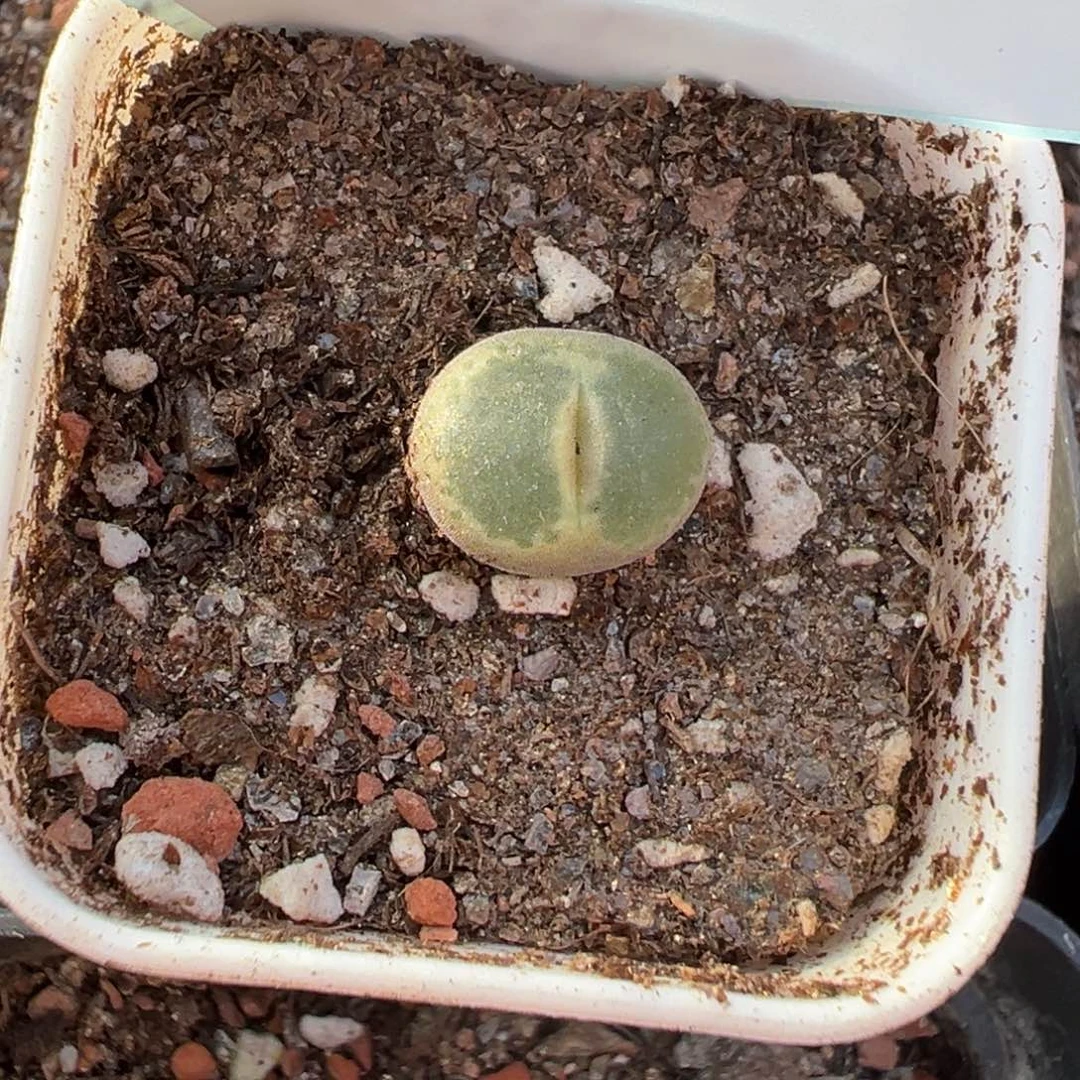 珍*版16-45肉锥多肉植物