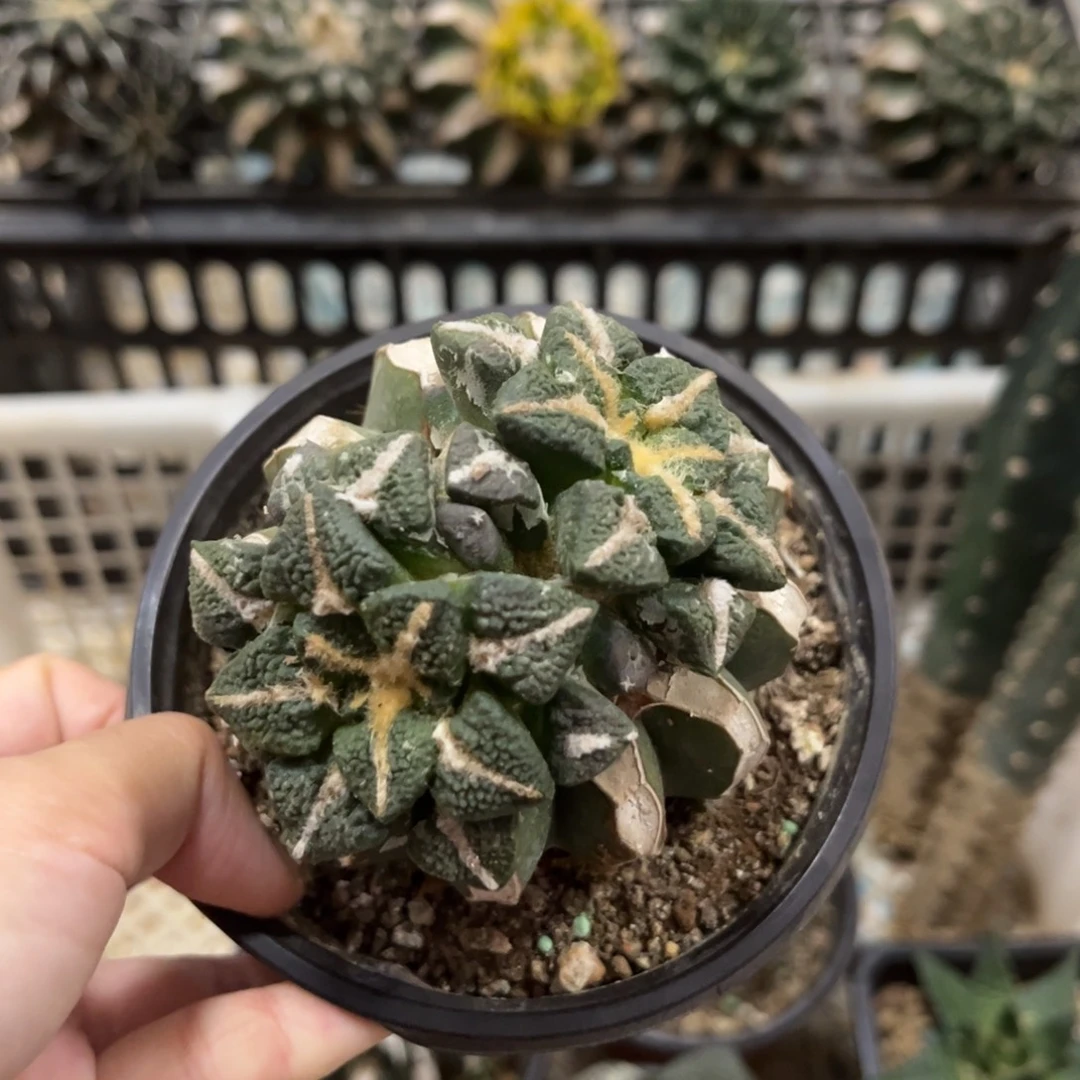 草球双头黑仙人球福利出