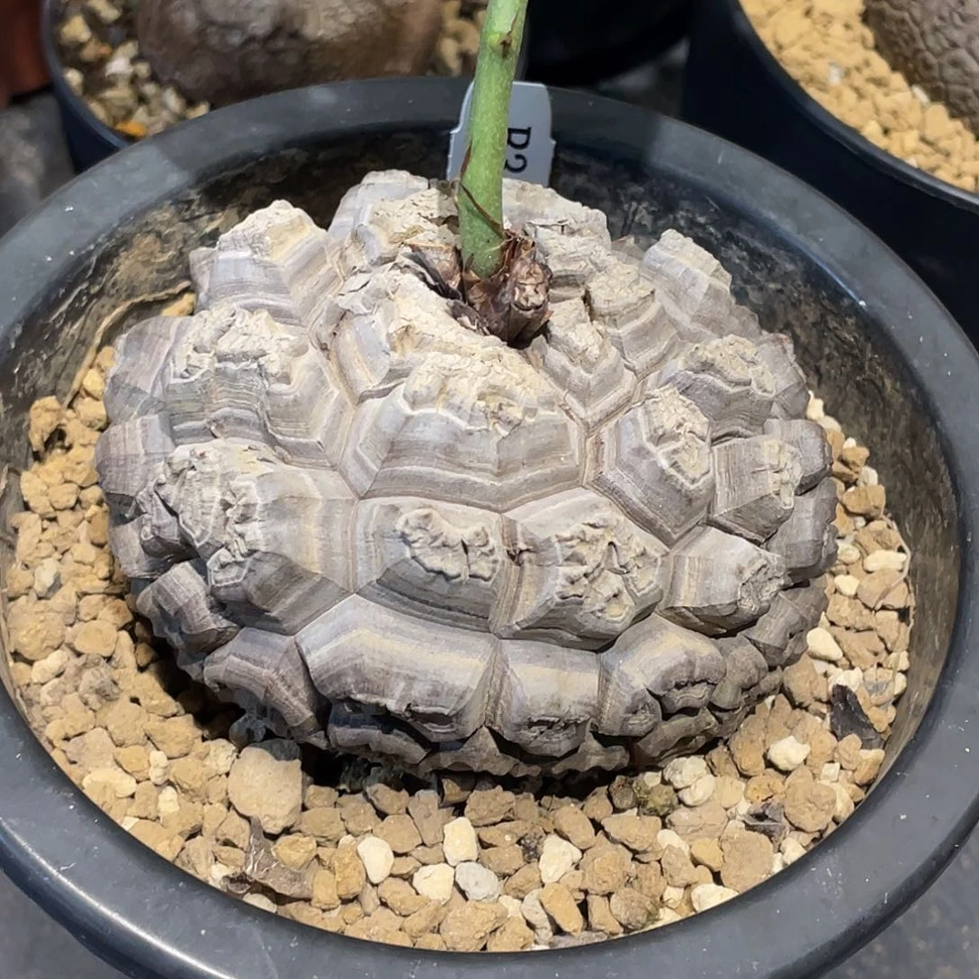 313日系佛头龟甲龙