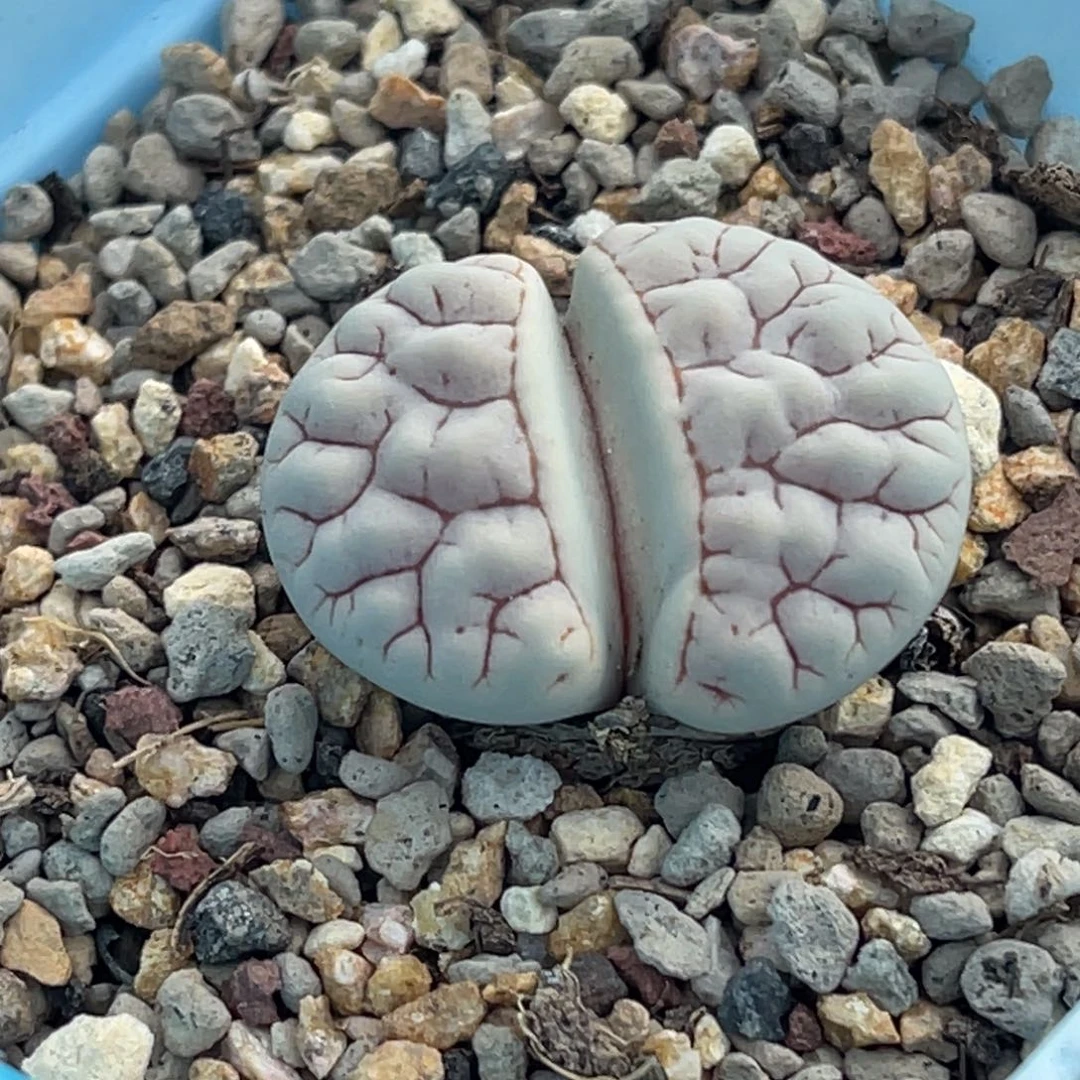 3756凹凸脑纹189一颗