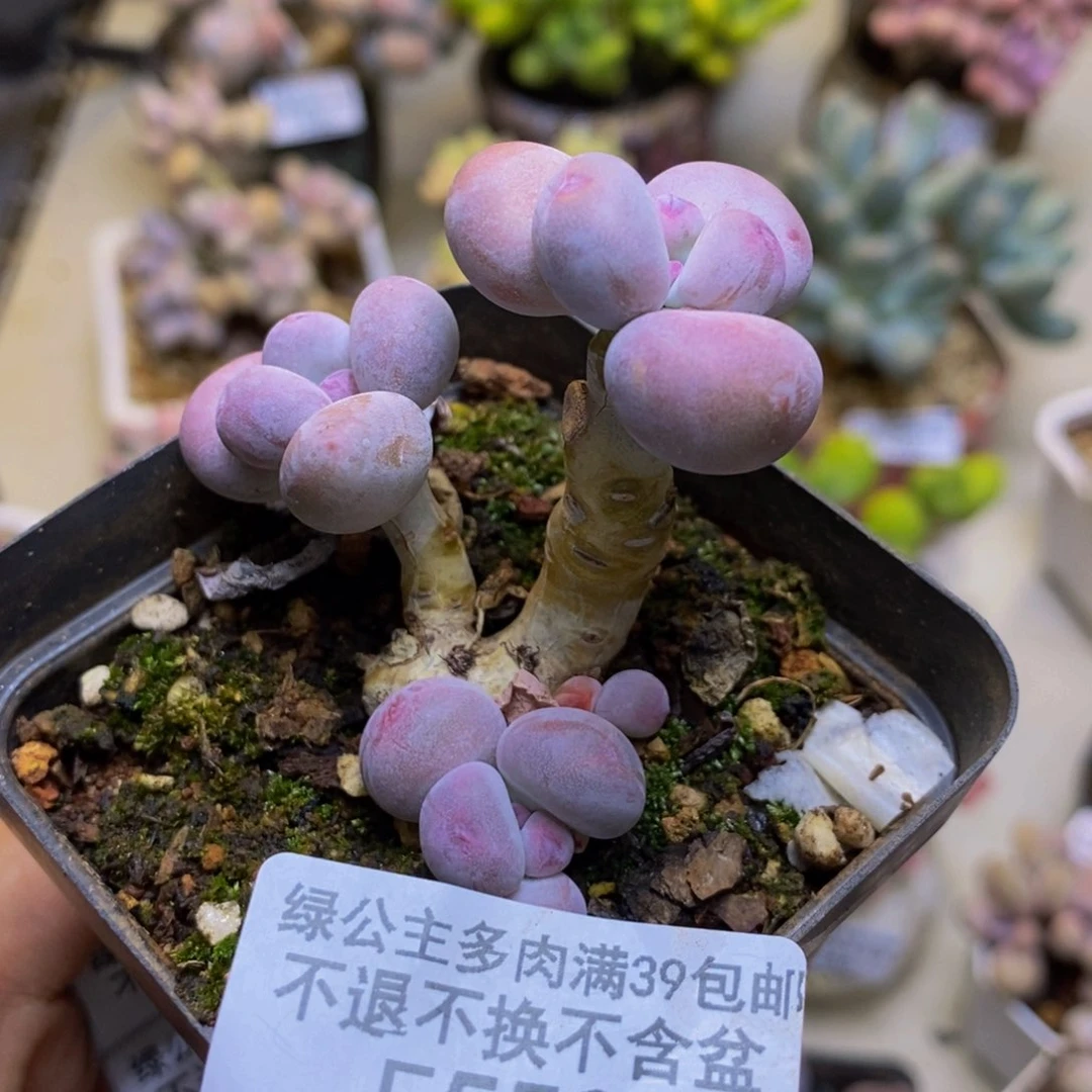 553蛋黄奶多肉4cm