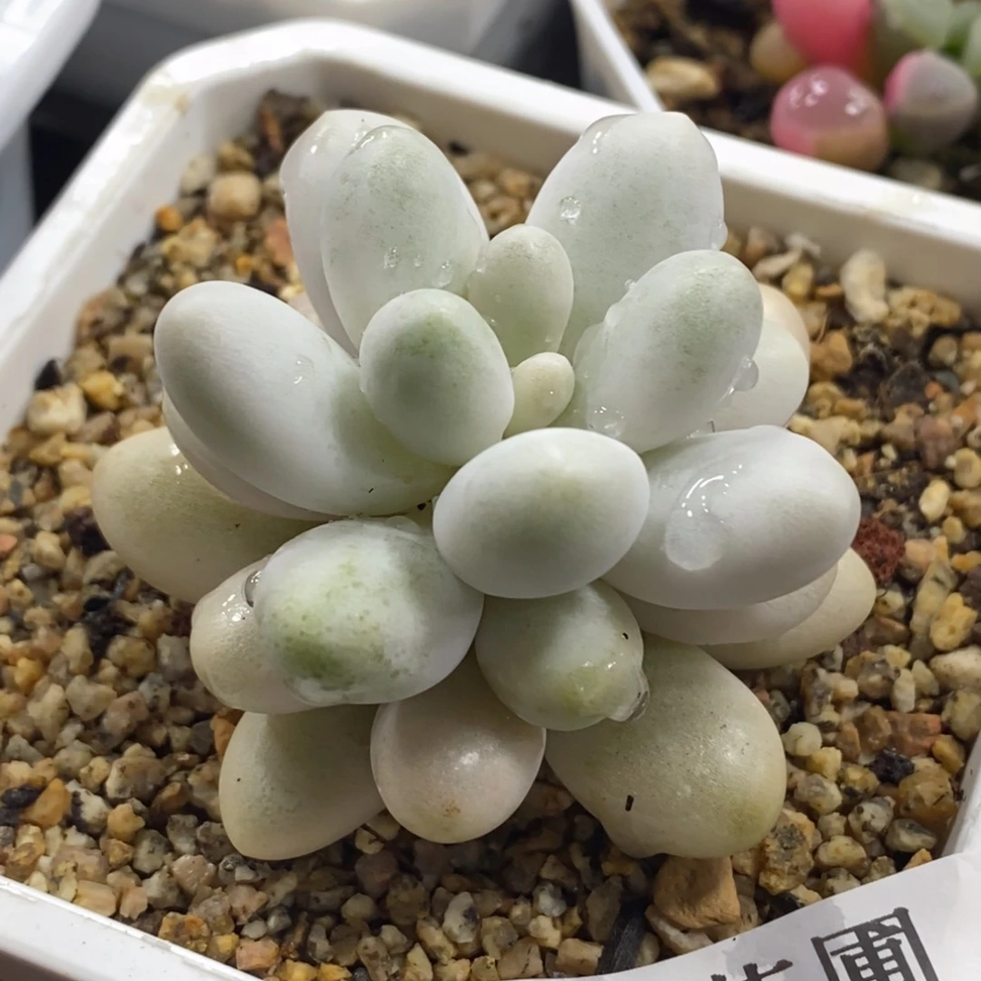 433汤圆锦单头带根