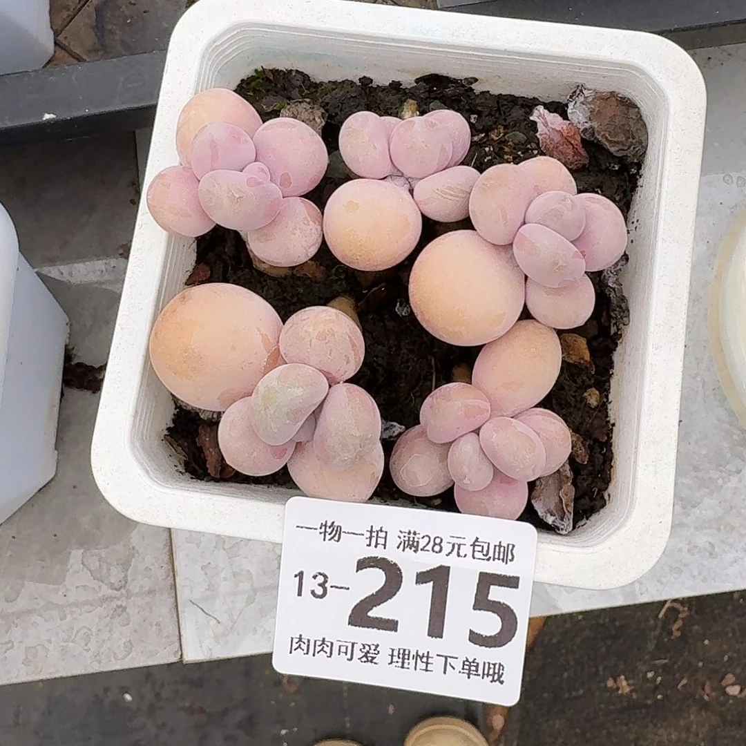 小***亦桃蛋无盆土发货无