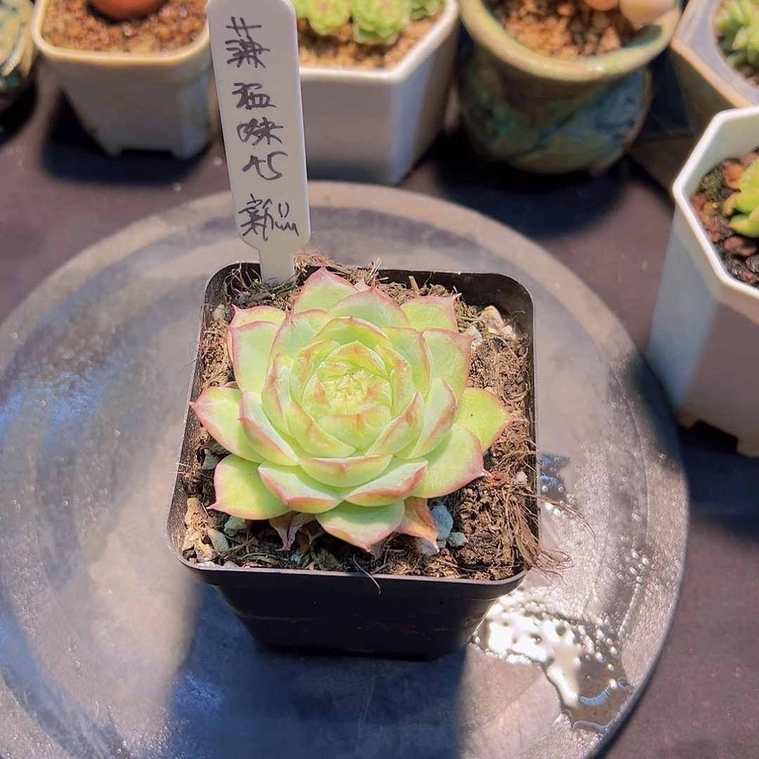 潇*妹新品，多肉植物