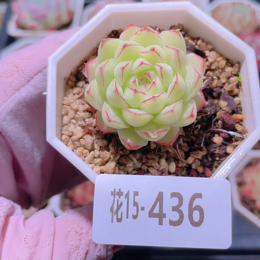 花利美15-436女王玫瑰 叶伤