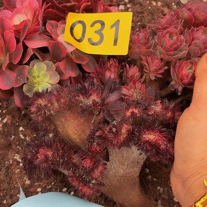 冷*?多肉植物福利031