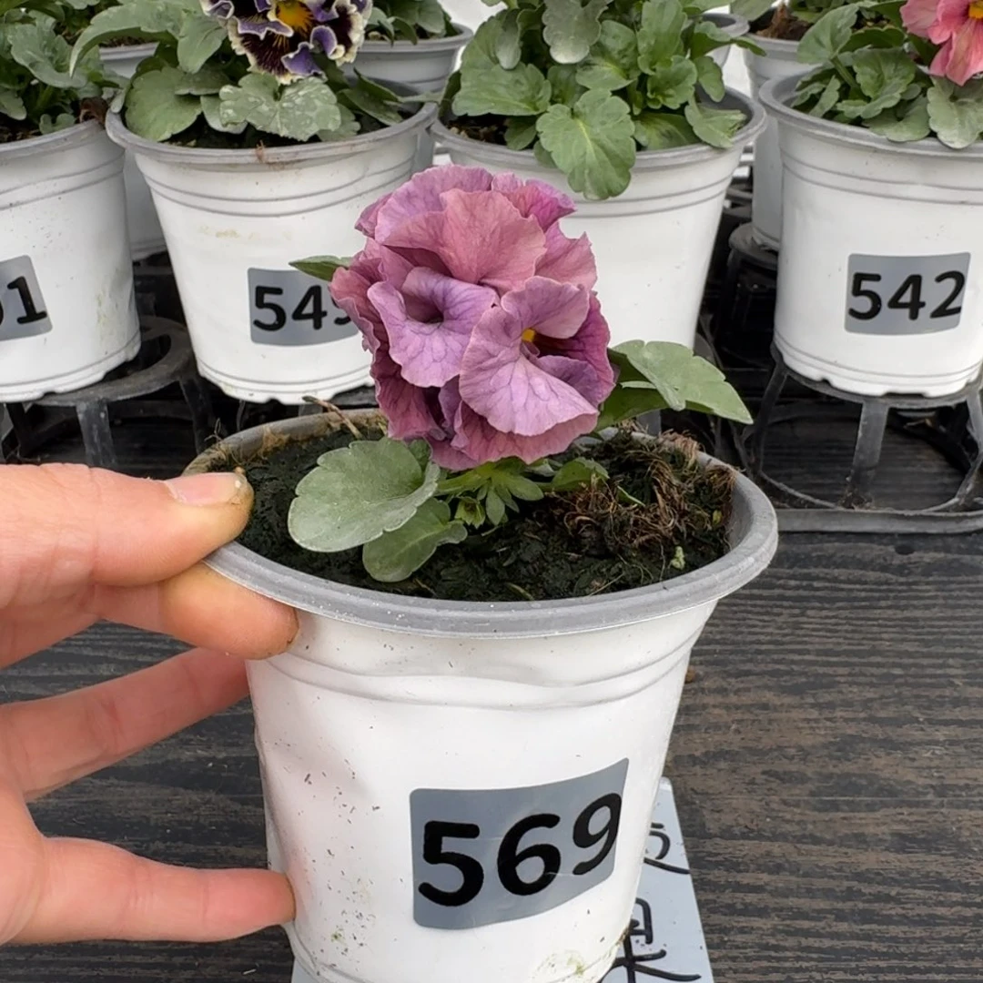 全部花朵569号棕榈泉