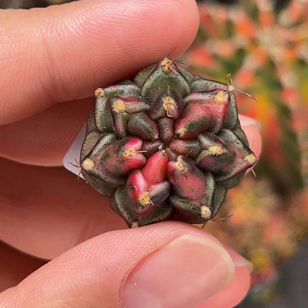 梦想锦 米哈仙人球