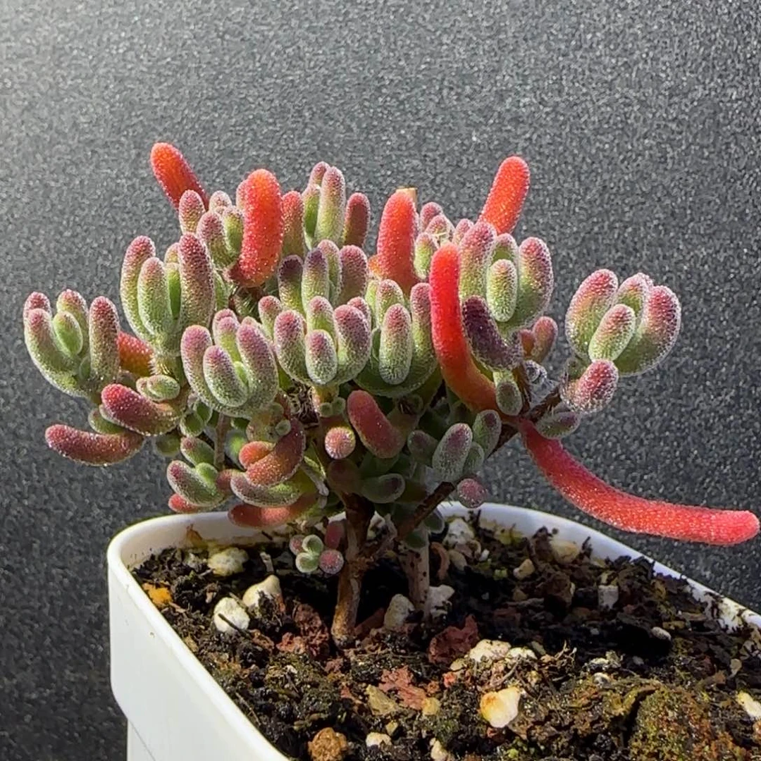 dy1119晶莹直杆一物一拍