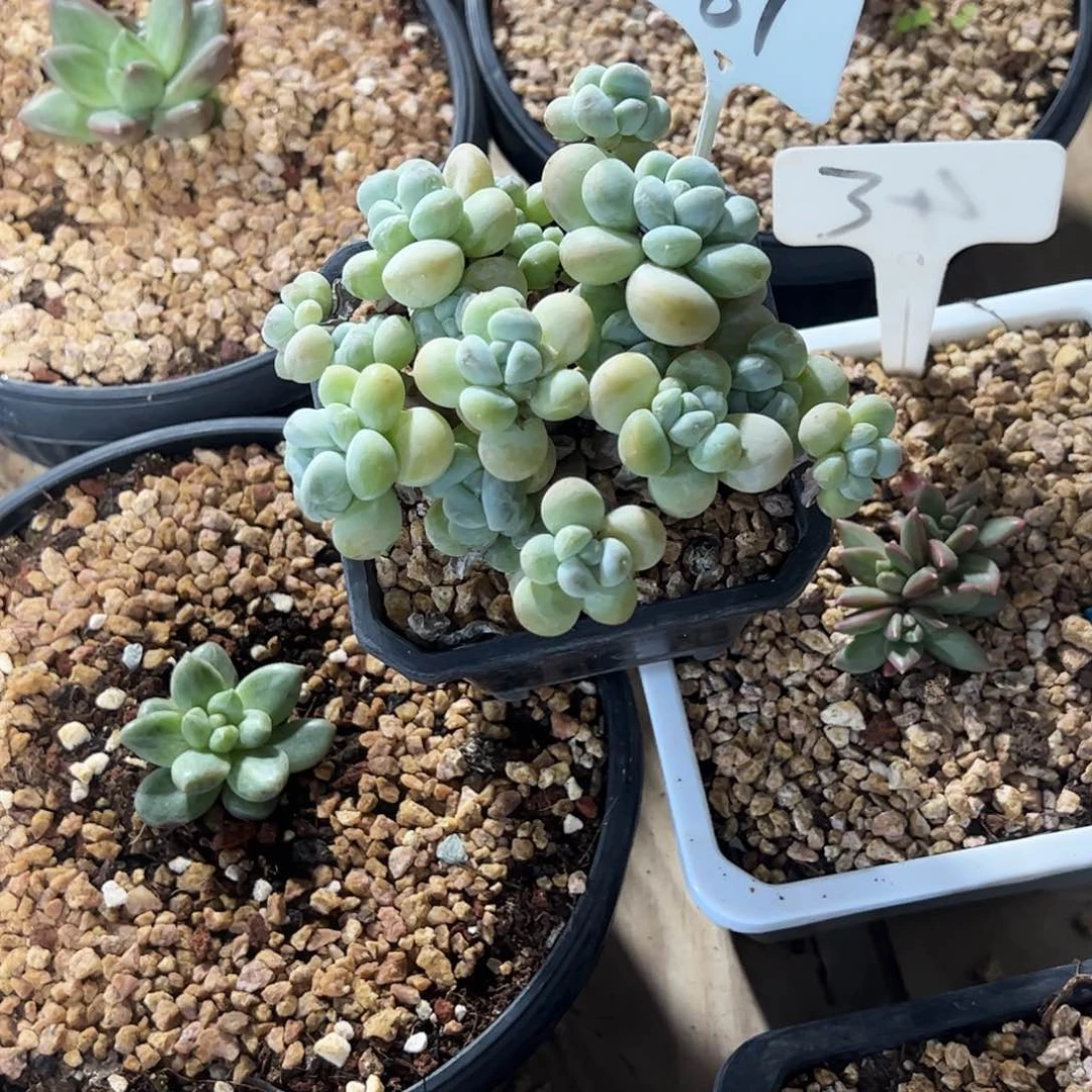 王***～香玉平头多肉植物