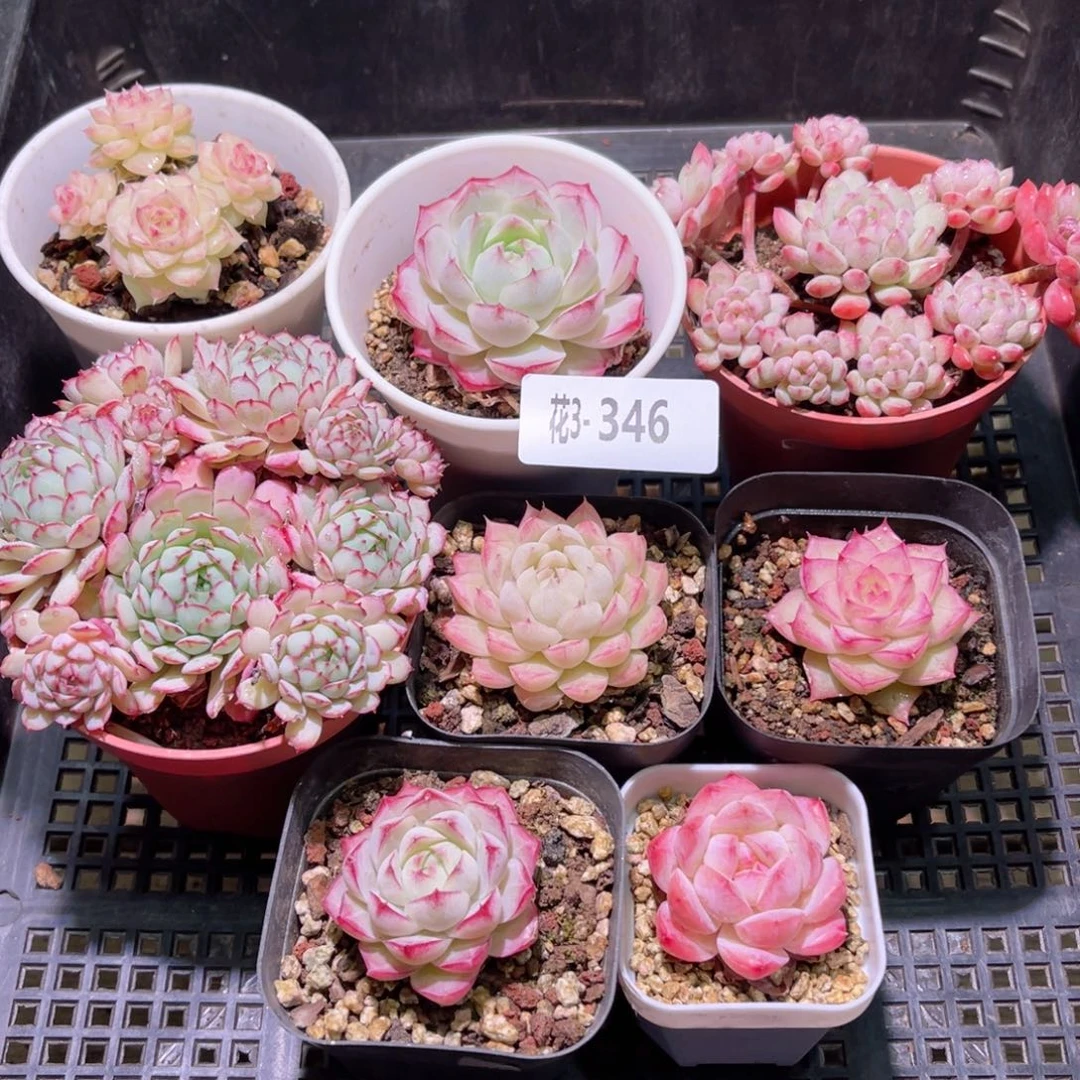 花03-346框拍多肉8颗