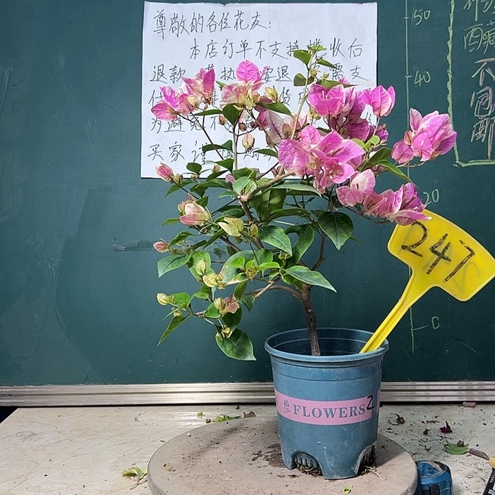 完全开放漳红樱247