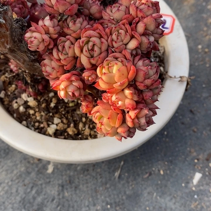 西**心一物一拍绿意多肉