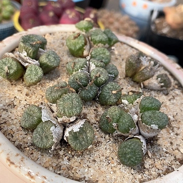 17604铜壶群生一颗