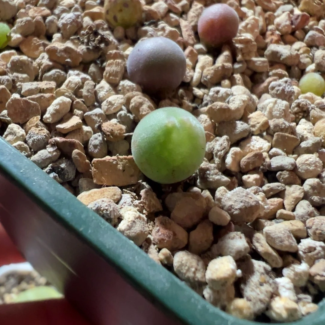 大眼睛两年苗两颗包邮价