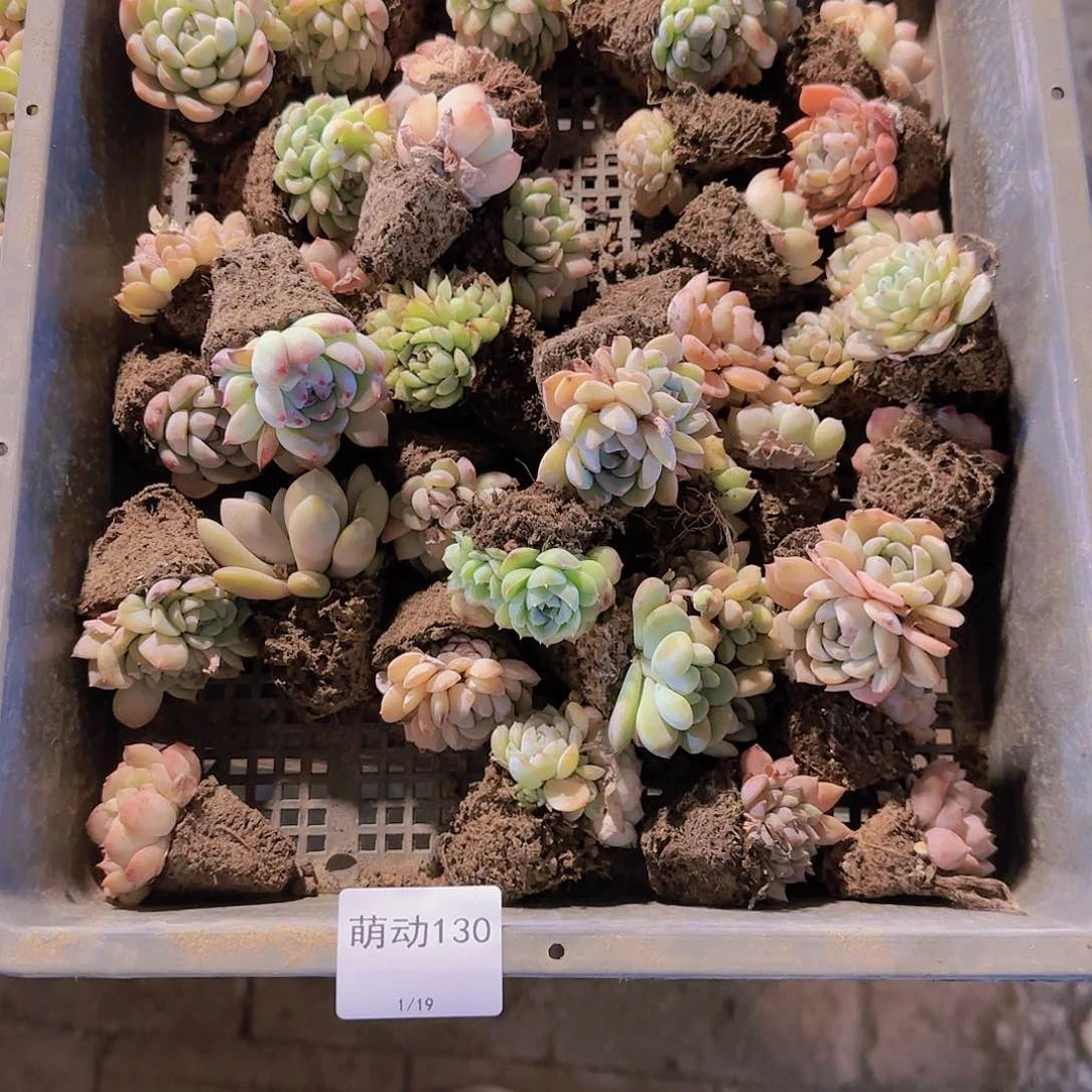 直播一物一拍多肉130