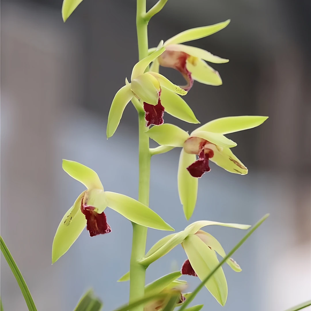 【佳能红素】蕙兰高货 旭槿兰花山区自然苗无温室不加温阳台养兰