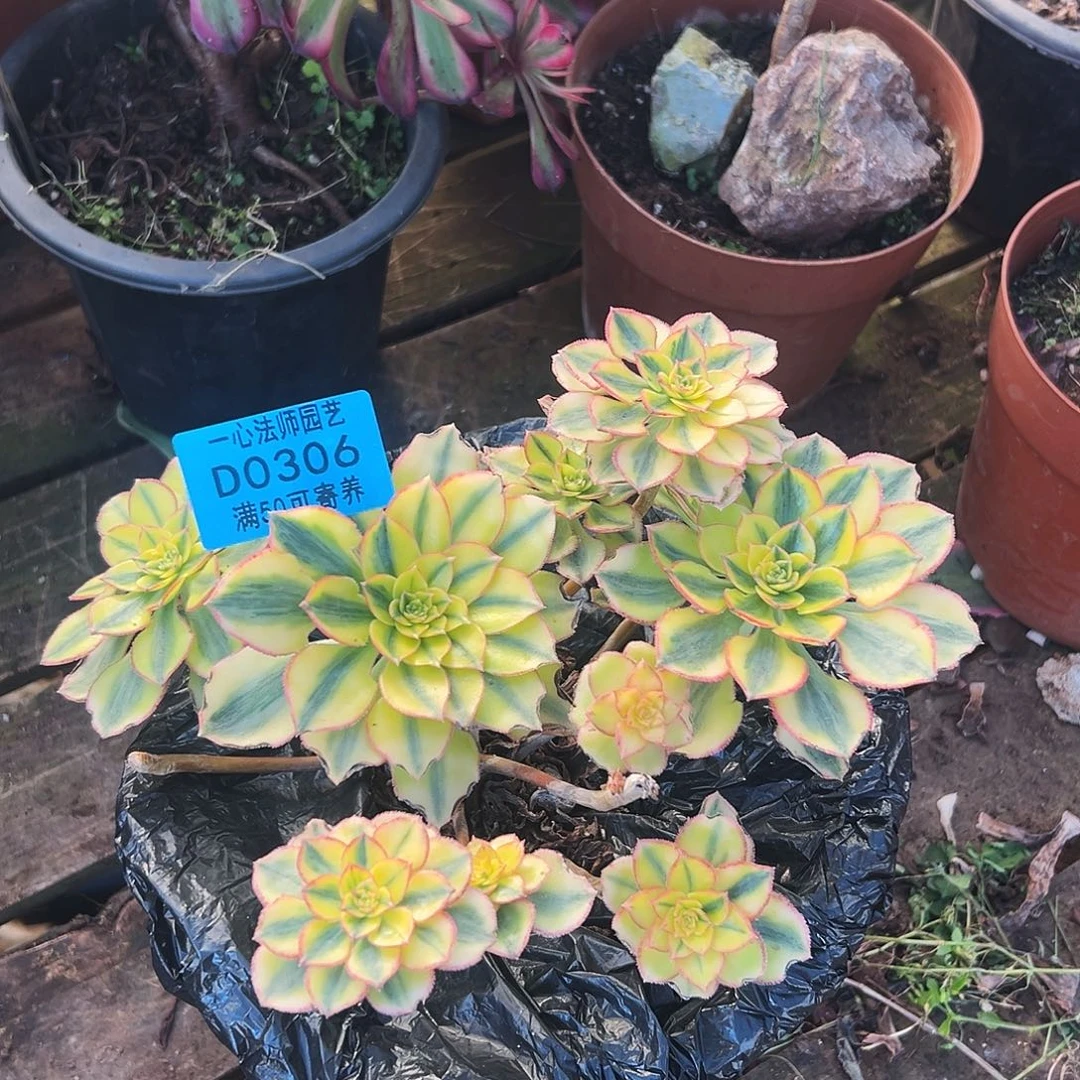 多肉植物多肉植物0306