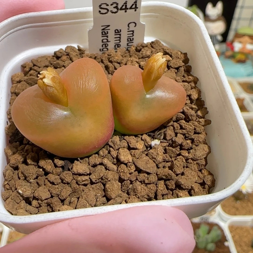 肉锥多肉植物组合-优选水蜜桃母本1085