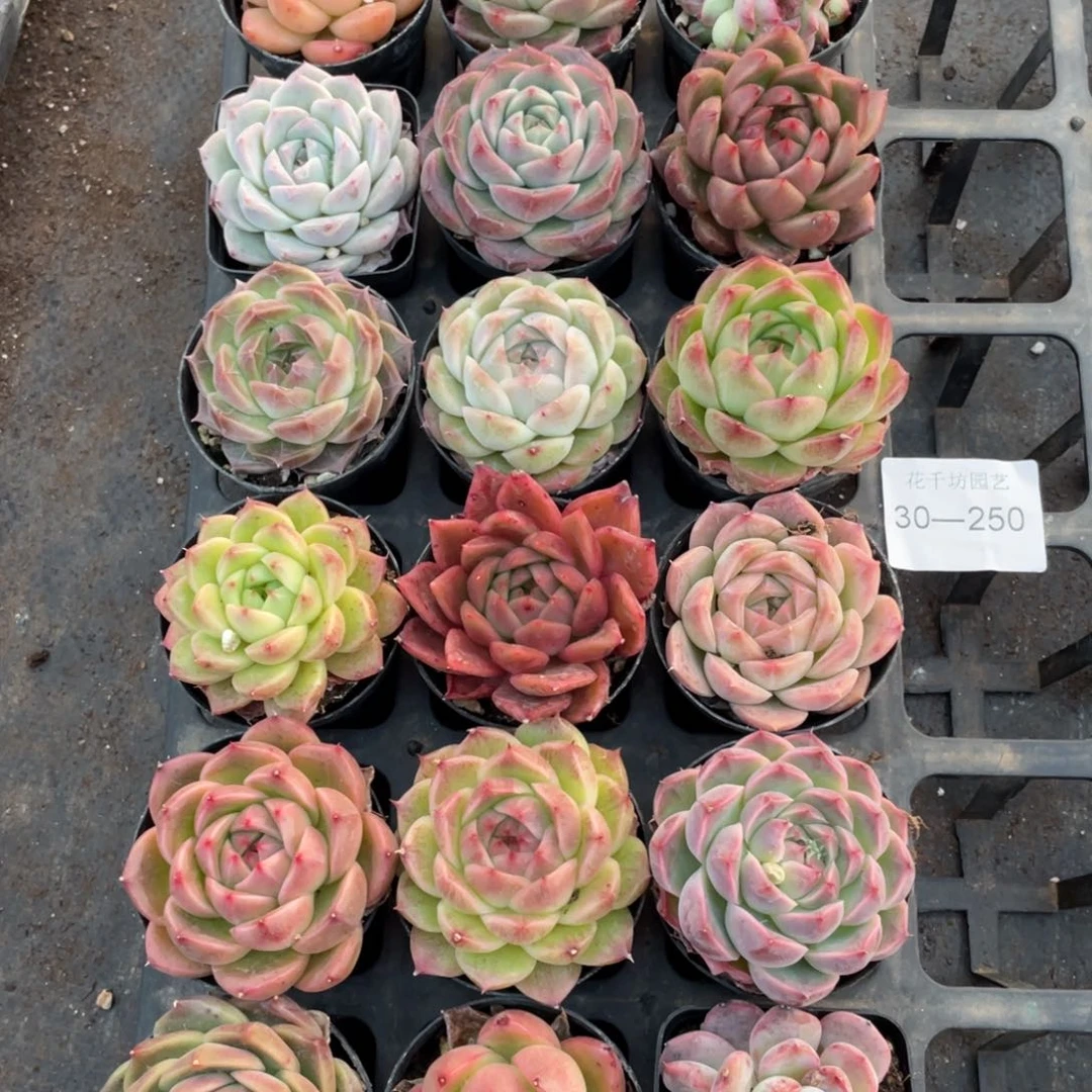 陈**～一物一拍18颗30-250