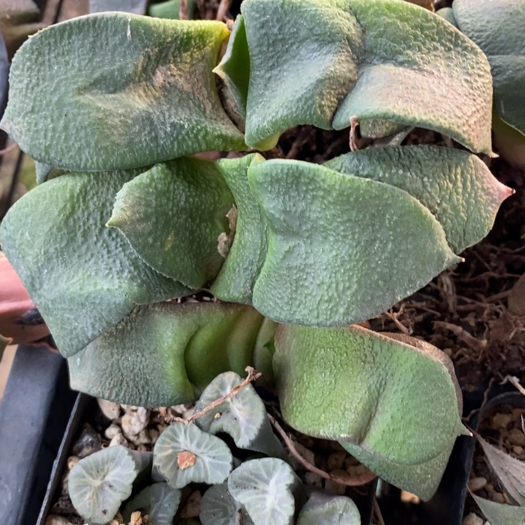 303 一颗超大军配卧牛 铭品 新年福利