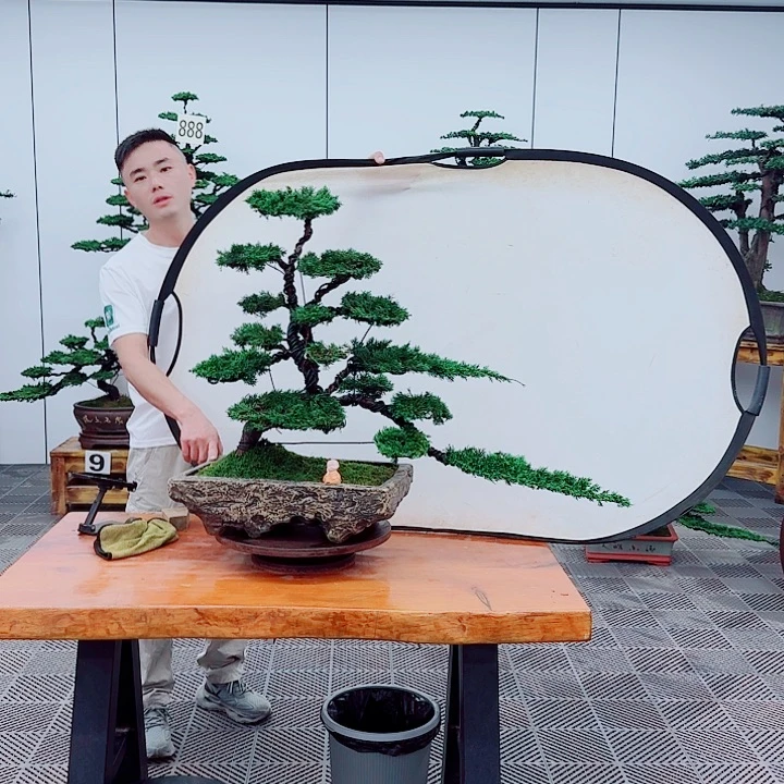 无花朵松柏盆景，一物一拍