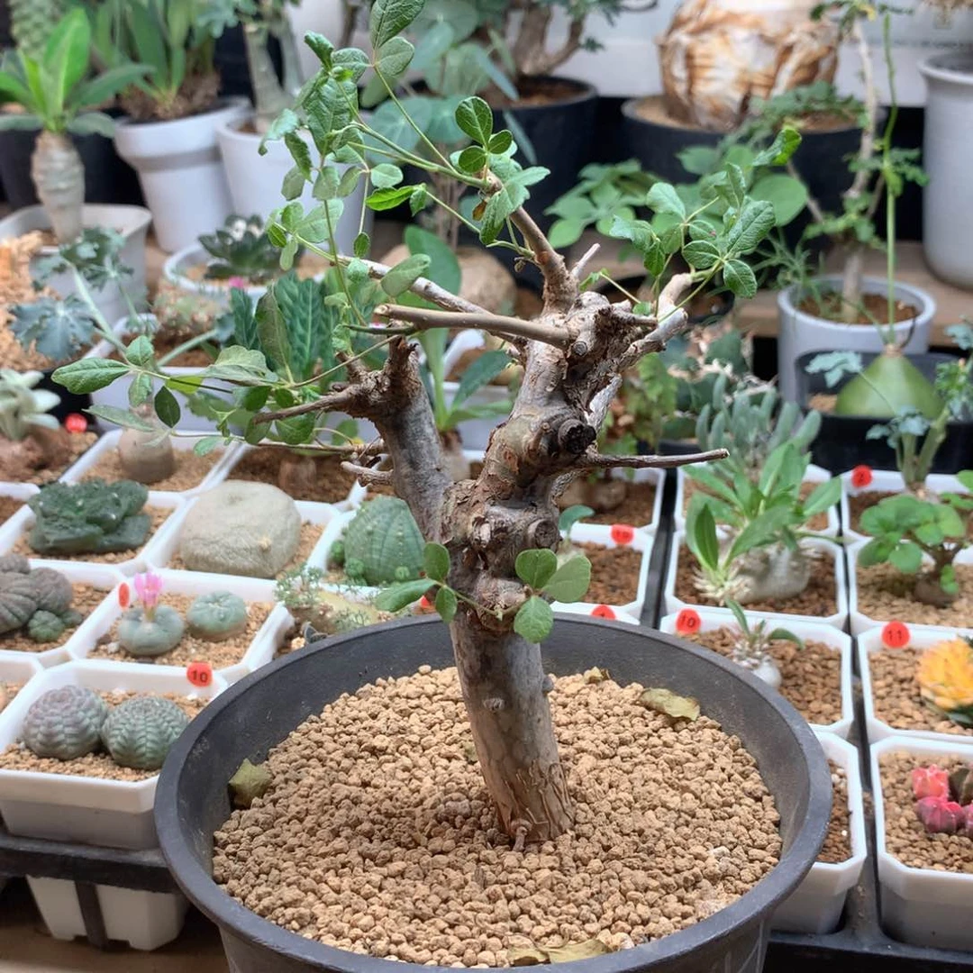 半***吃实生奥比克橄榄脱土