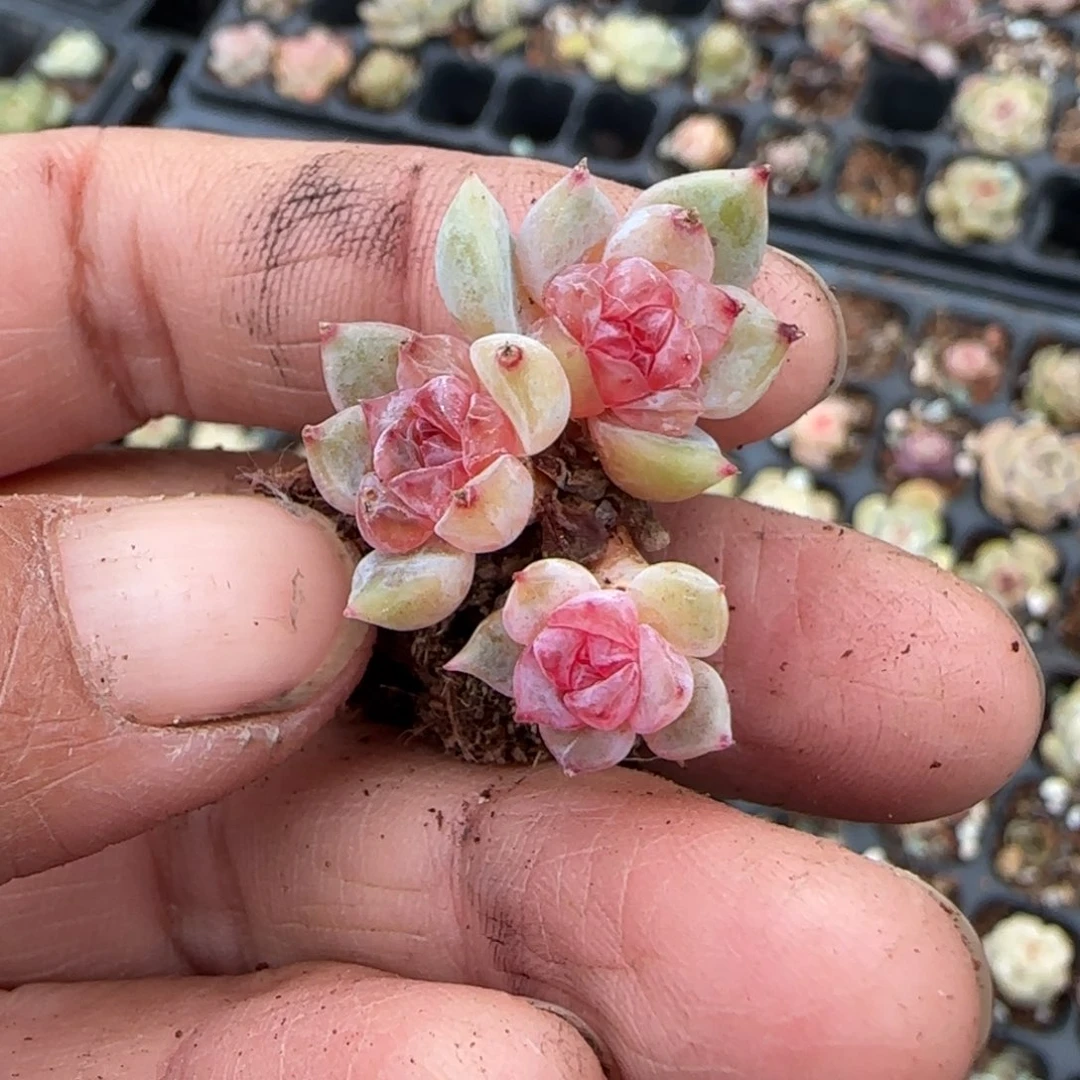 多肉小卡拉米糖心一物一拍