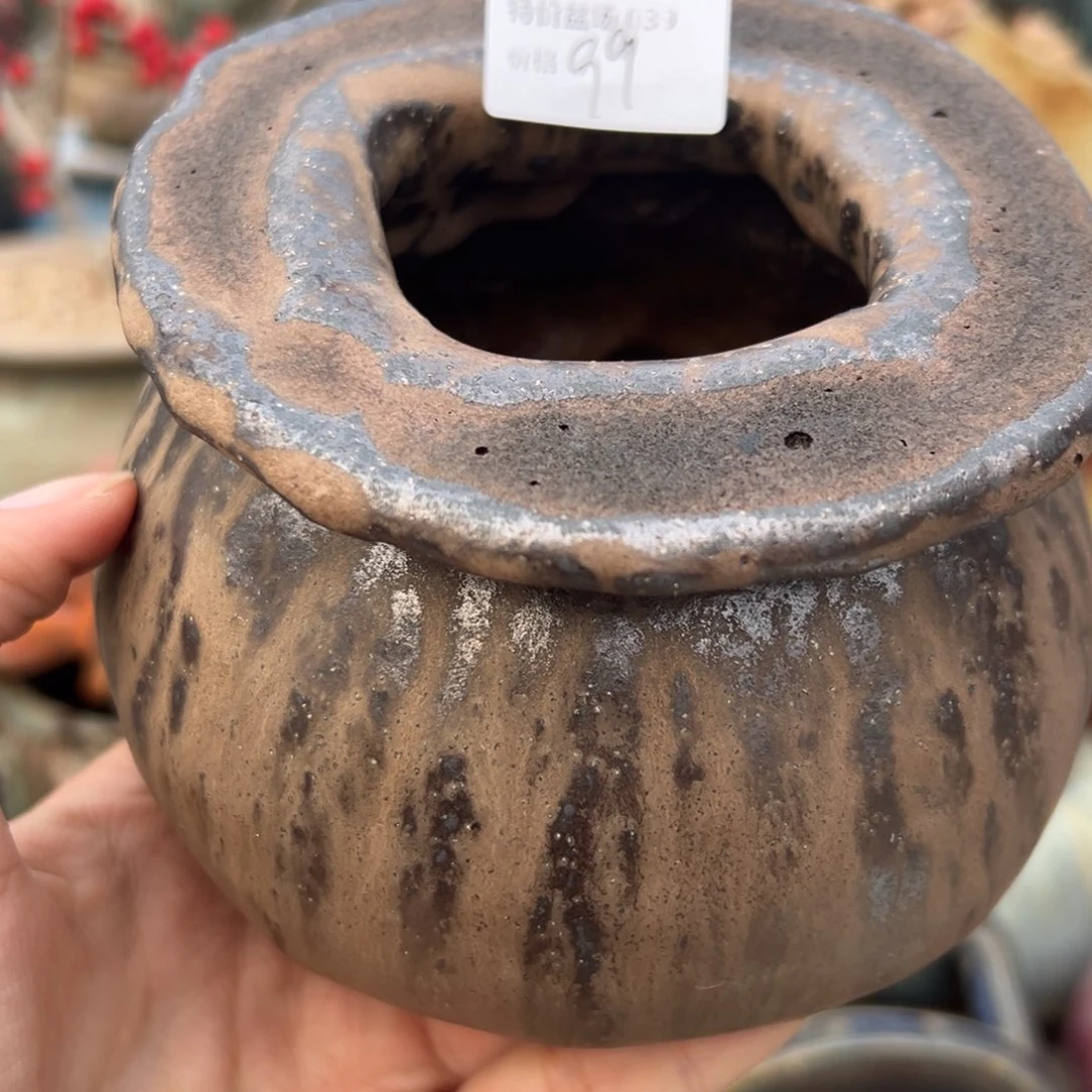 1987多肉植物孤品盆039