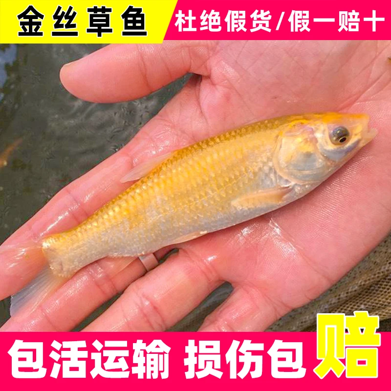 【活体】金丝草鱼 金草鱼 金丝鲩鱼 黄金鲩 3-20公分观赏