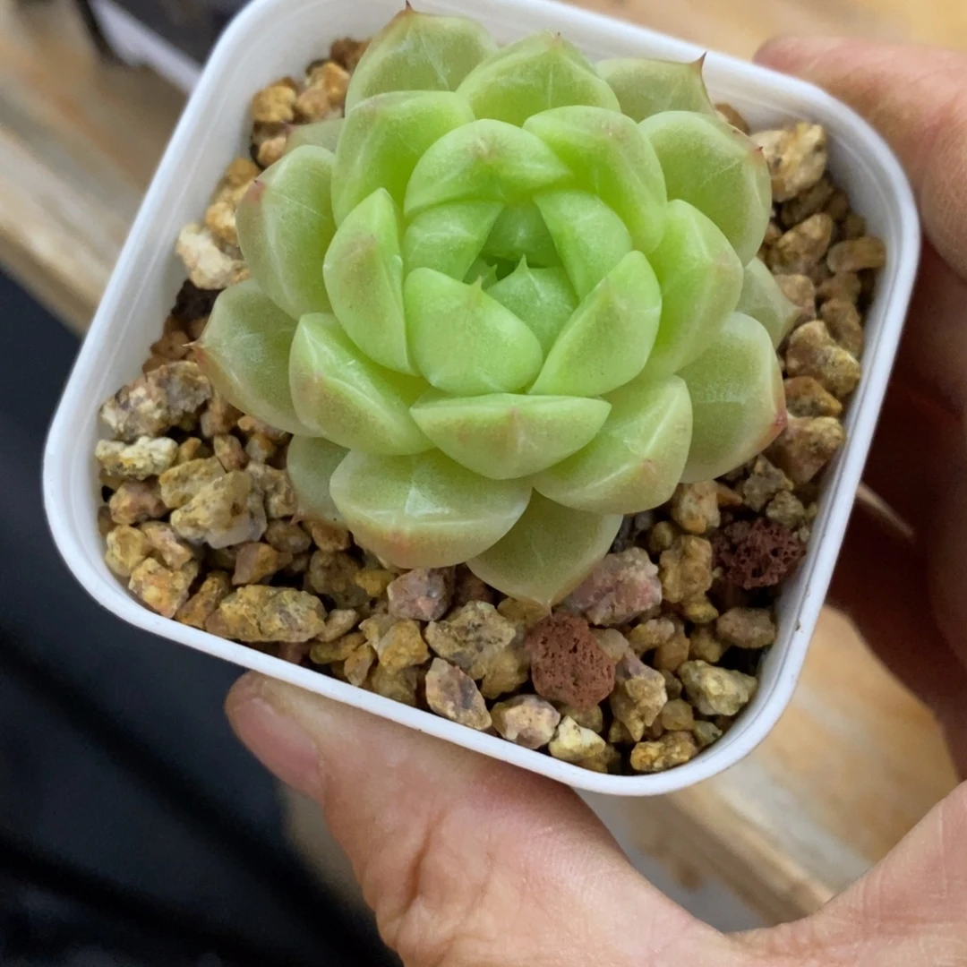 精品多肉一物一拍不包整31