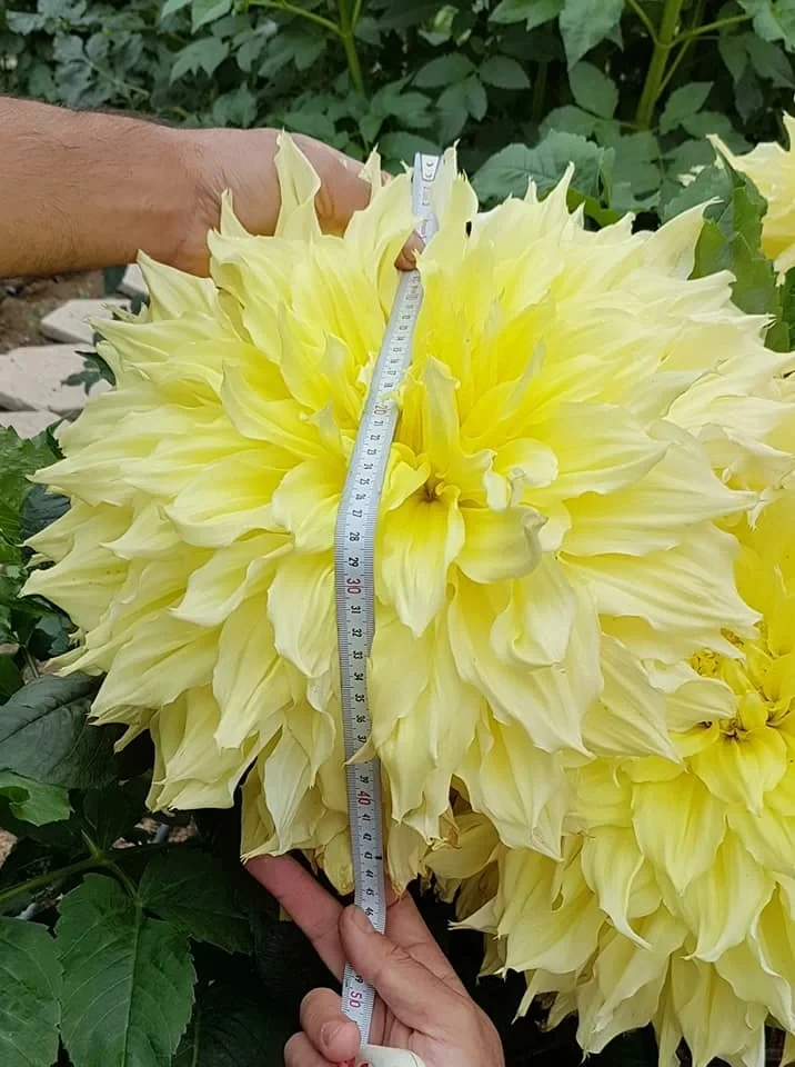 （开尔文探照灯）进口大丽花种球送肥料