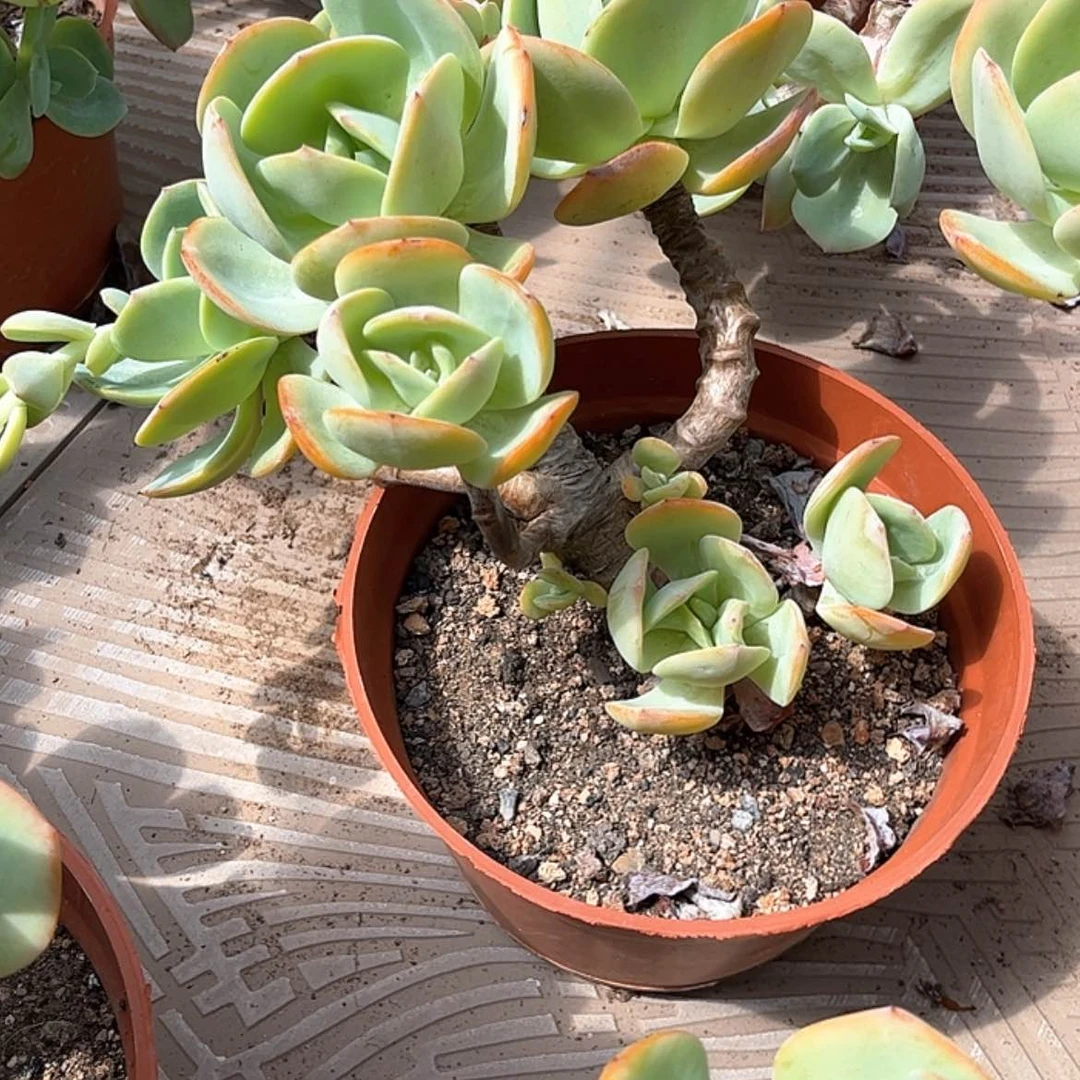 【闪购商品】无花朵陌*